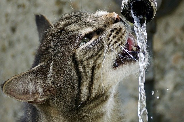 Hier siehst du einen Trinkbrunnen, aus dem eine Katze trinkt. So kann man auch reisen und Umweltschutz verbinden!